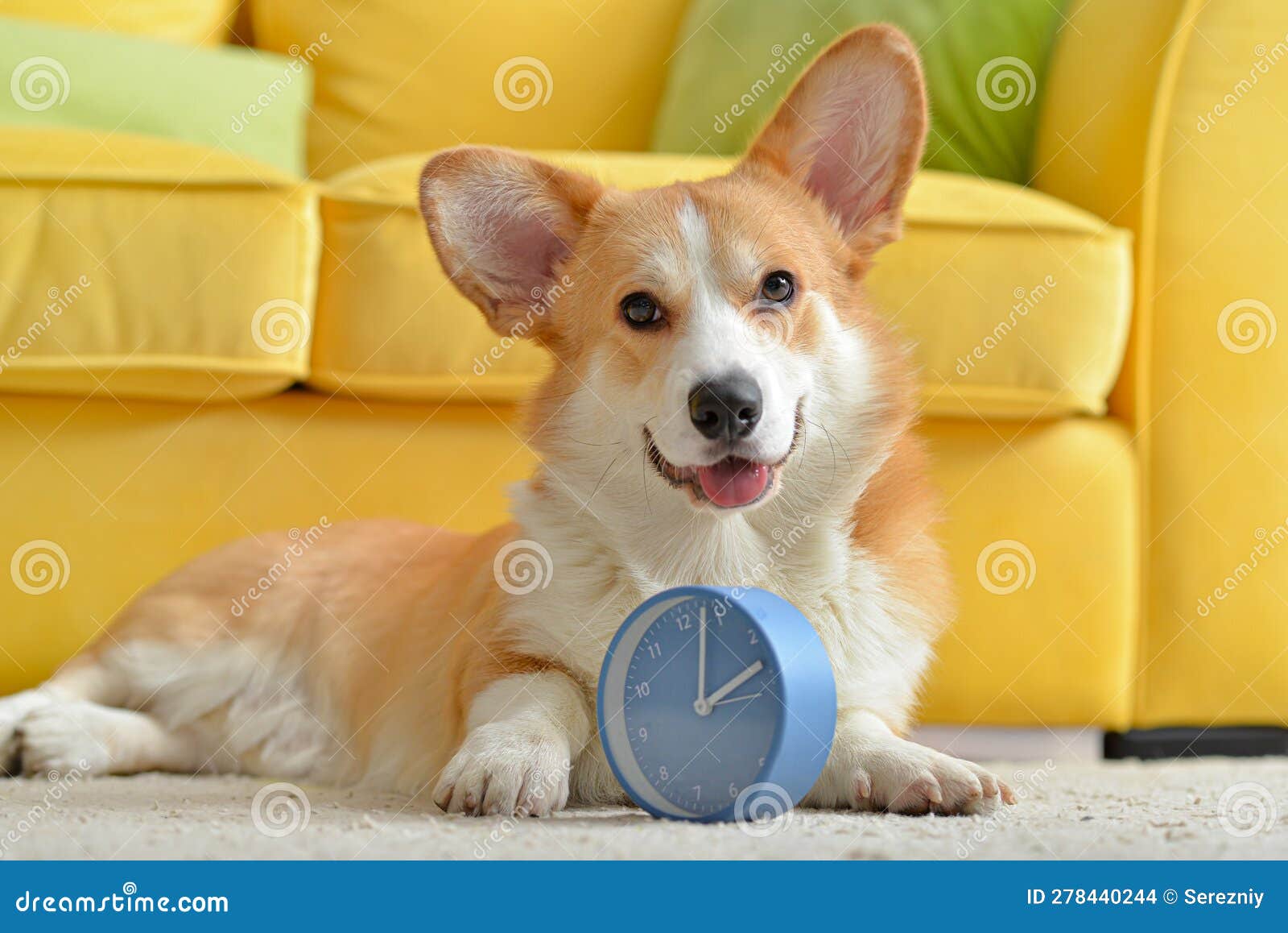 cute dog with alarm clock at home