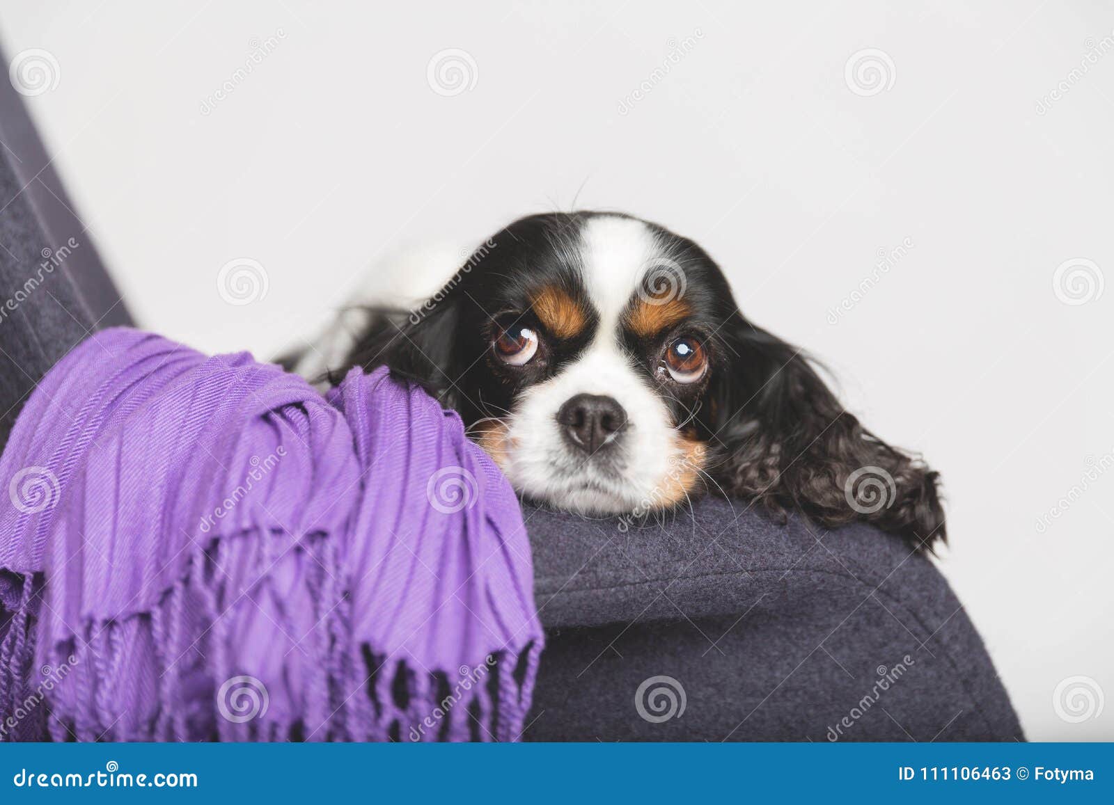Cute dog on the armchair stock image. Image of peek 111106463