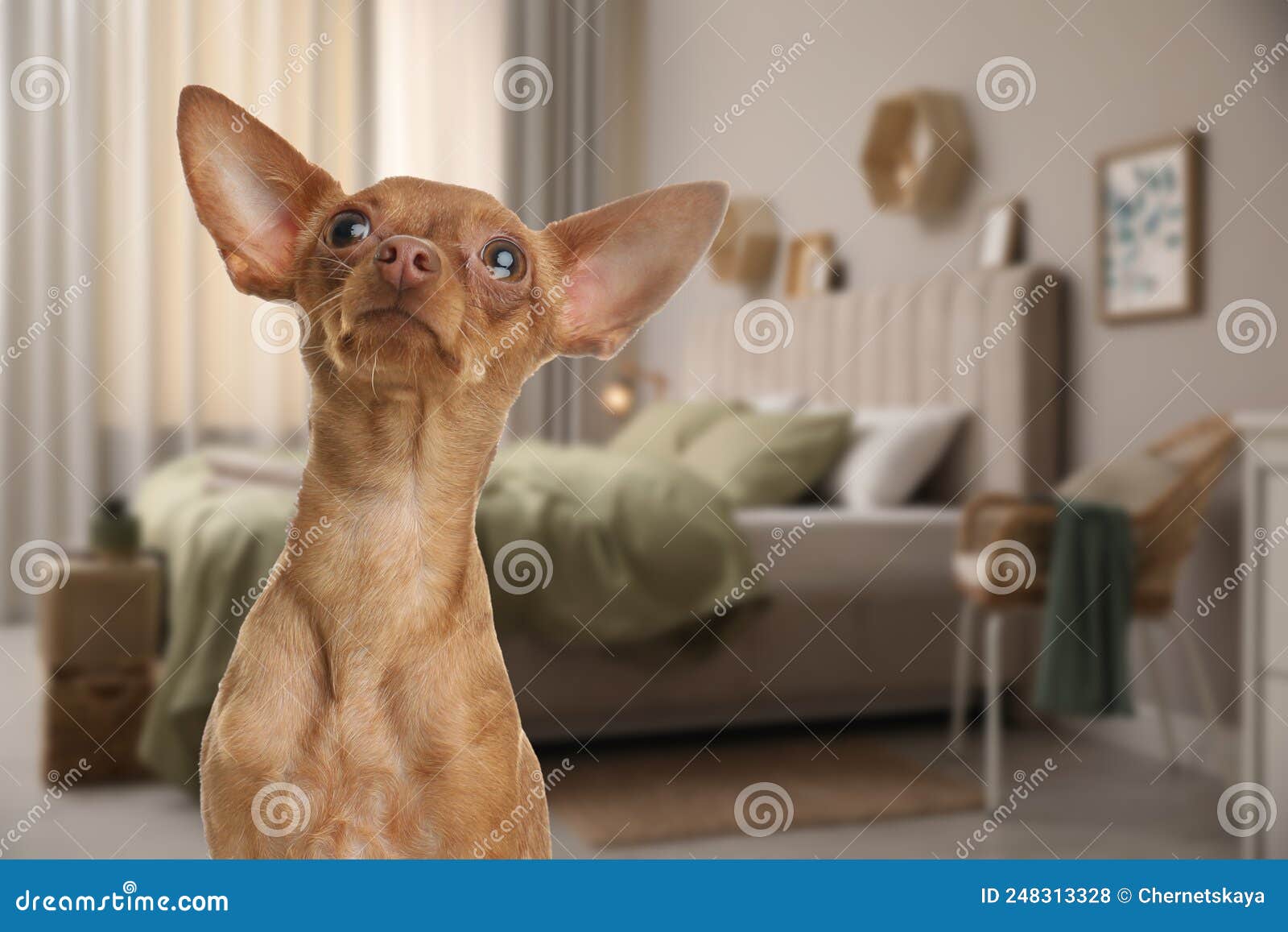 Cute Dog in Bedroom, Space for Text. Pet Friendly Hotel Stock Photo