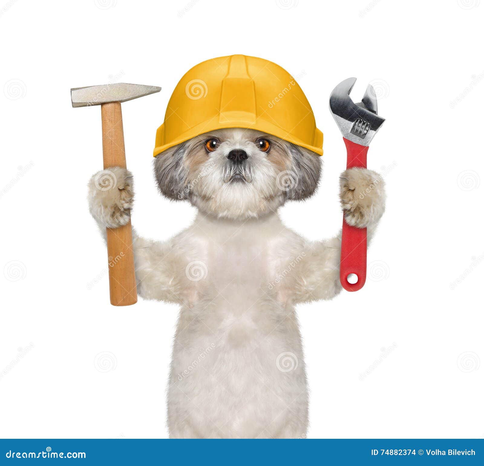 Cute Dog Builder Holding Tools in Its Paws Stock Photo Image of