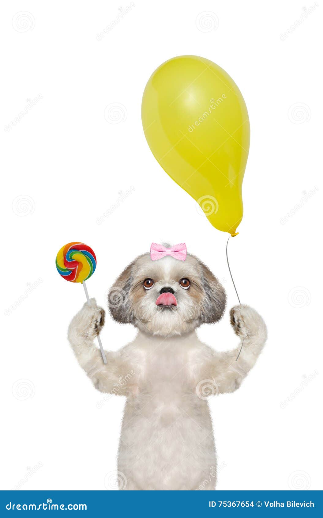 Cute Dog with Candy Lollipop and Balloon Stock Photo Image of balloon