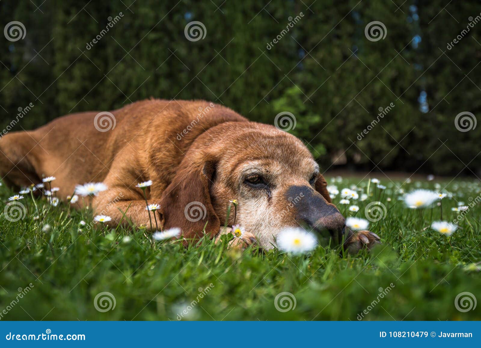 A Cute Dog in a Chamomile Field Stock Image Image of canine, nature
