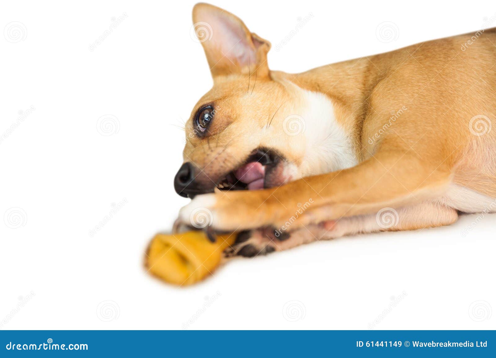 Cute dog chewing bone toy stock image. Image of adorable 61441149