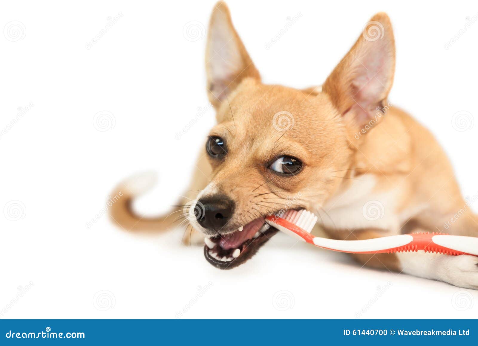 Cute Dog Chewing on Toothbrush Stock Photo Image of shot, chihuahua