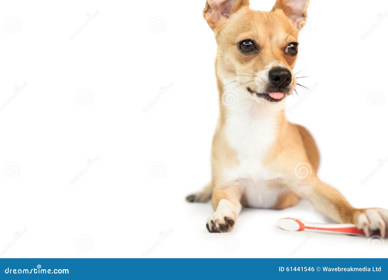 Cute Dog Chewing on Toothbrush Stock Photo Image of playing, cute