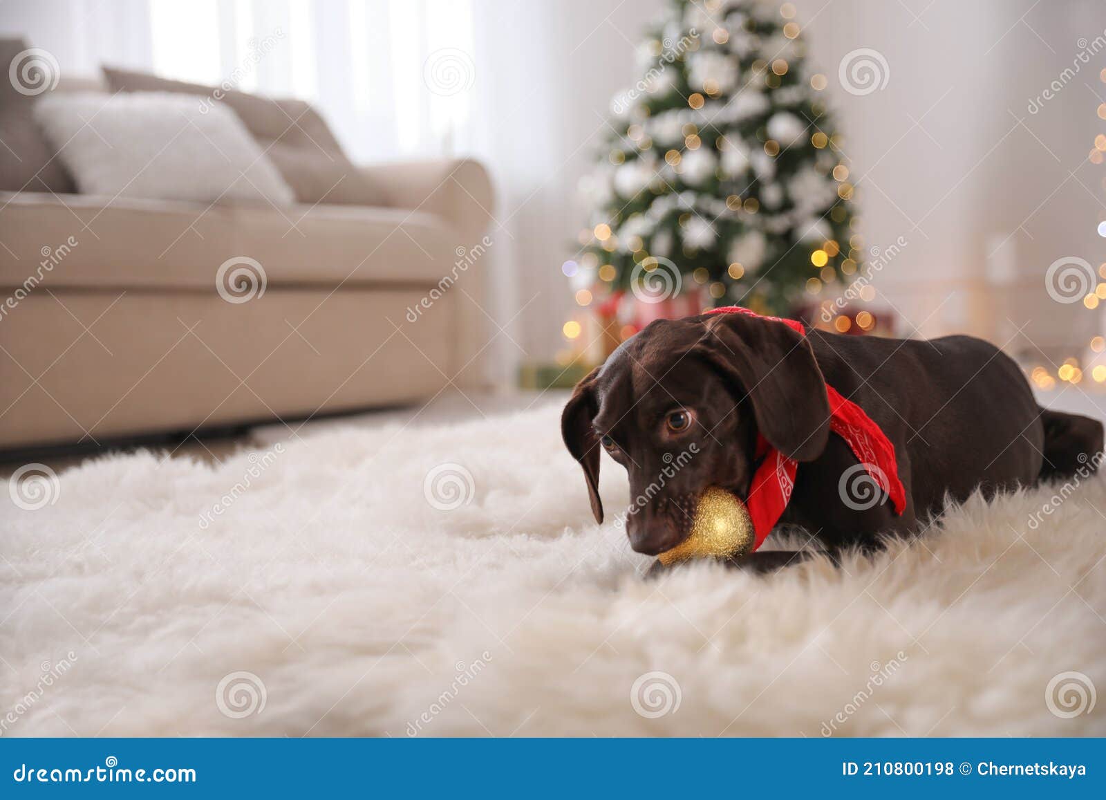 Cute Dog with Christmas Ball at Home, Space for Text Stock Photo