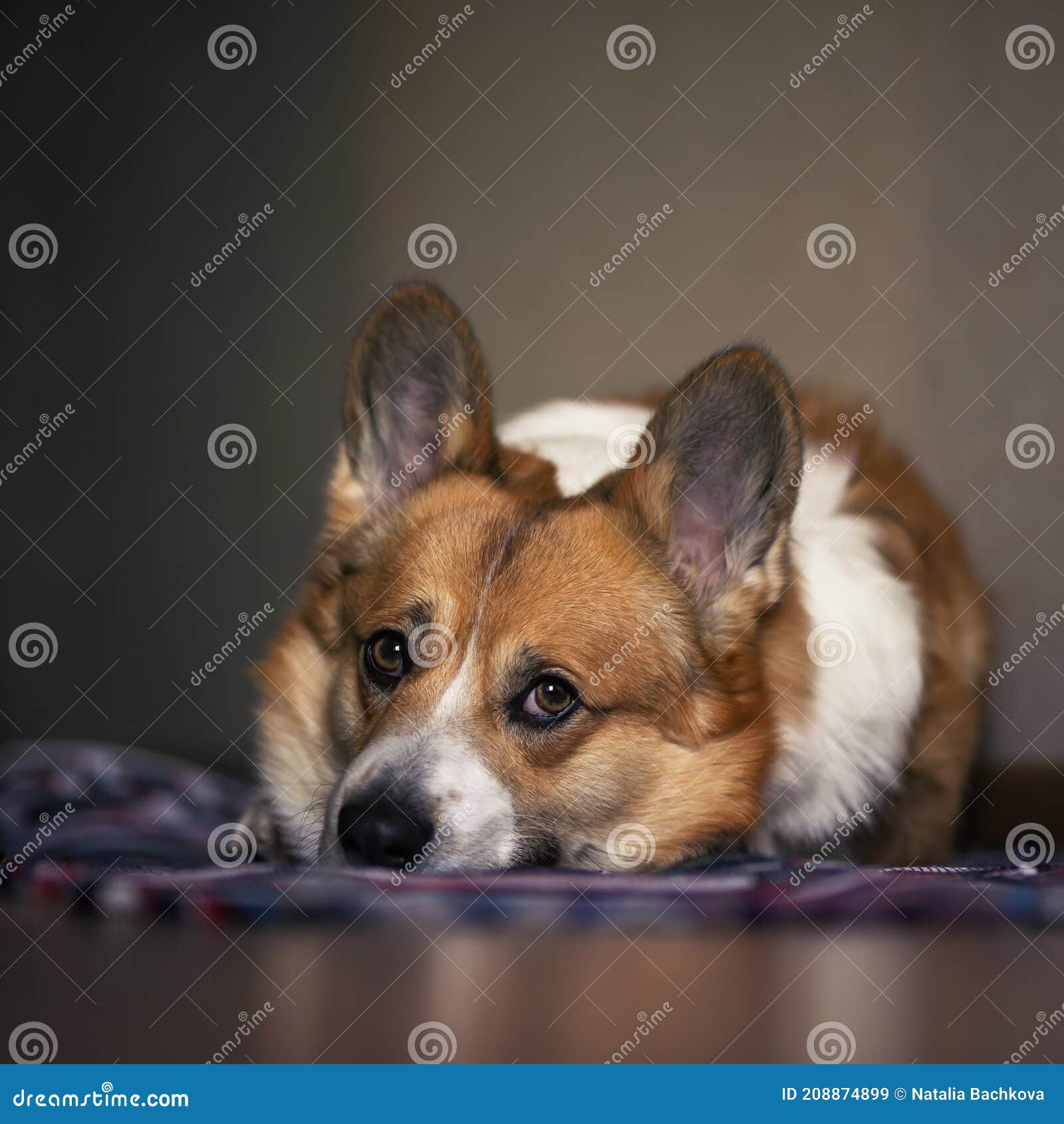 Cute dog corgi lies on the floor and looks sadly waiting for the arrival of the owner