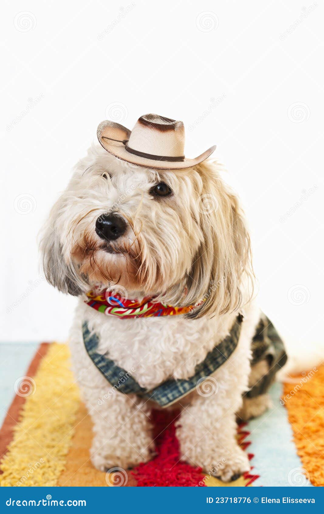 Cute dog in cowboy costume stock photo. Image of doggies 23718776