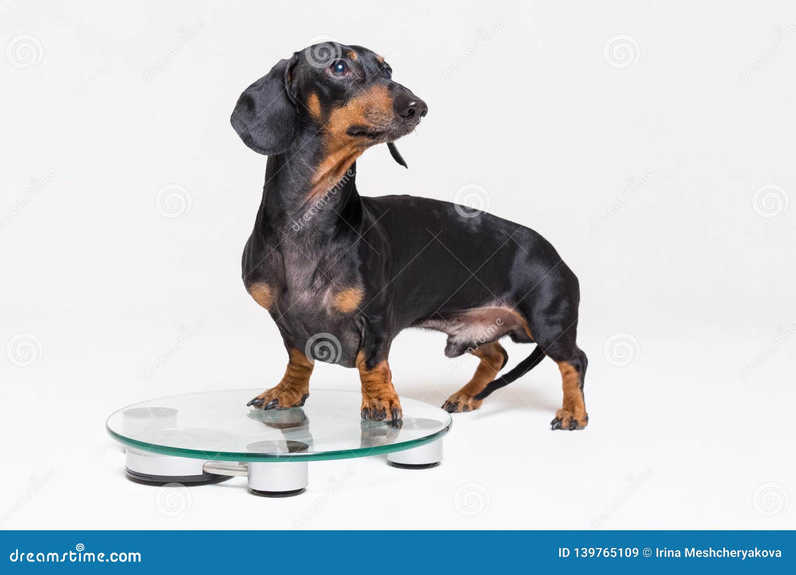 cute dog dachshund, black adn tan, on a glass scales,  on gray background