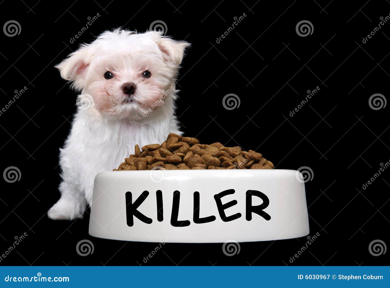Cute Dog with Dog Bowl stock image. Image of bowl, furry 6030967