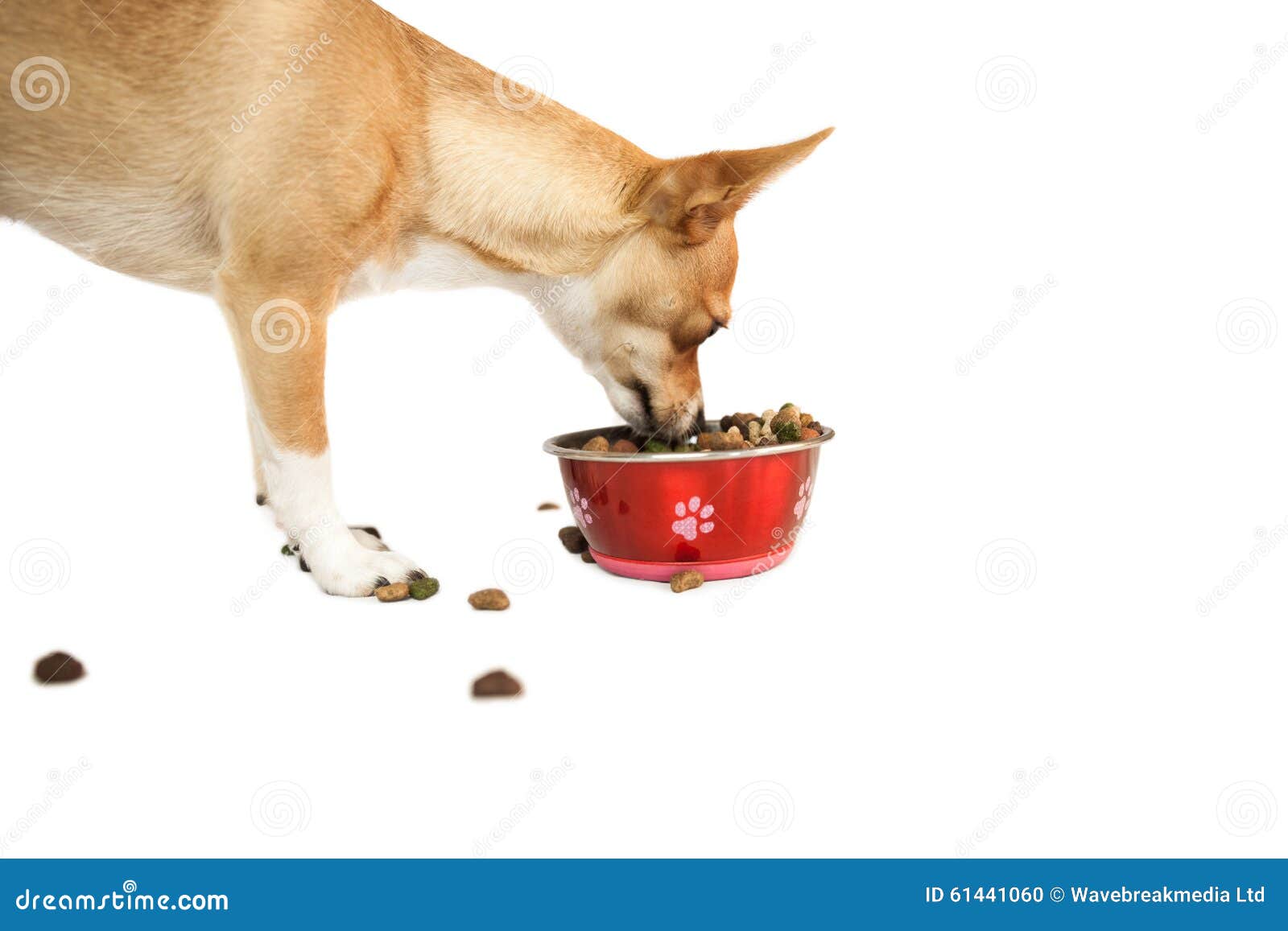 Cute dog eating from bowl stock photo. Image of food 61441060