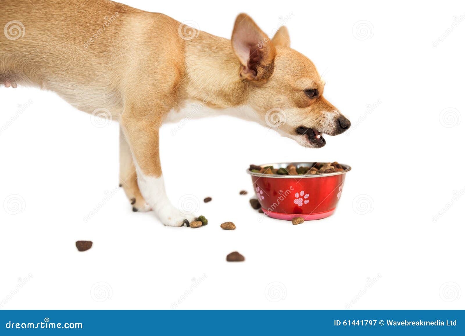 Cute dog eating from bowl stock image. Image of isolated 61441797