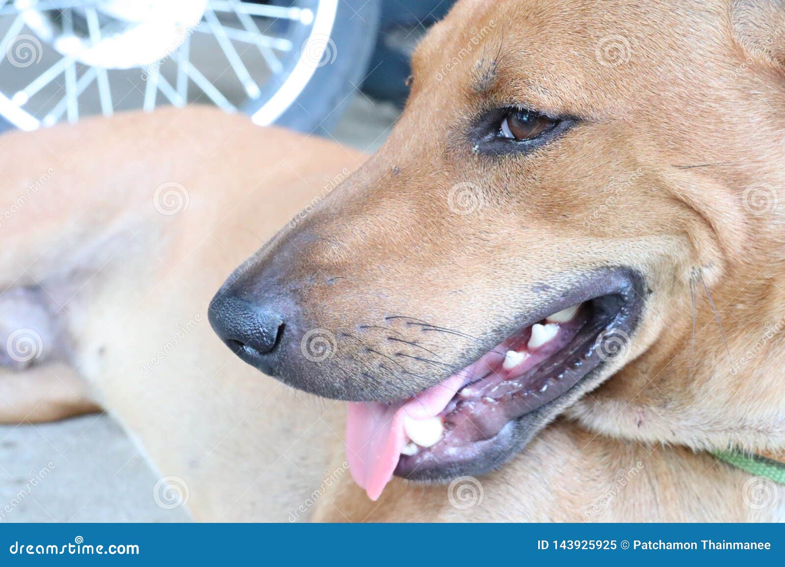 Cute Dog is a Faithful Pet, Big Dog Face, Tooth Stock Image - Image of faithful, tooth: 143925925 Cute Dog is a Faithful Pet, Big Dog Face, Tooth Stock Image - Image of faithful, tooth: 143925925