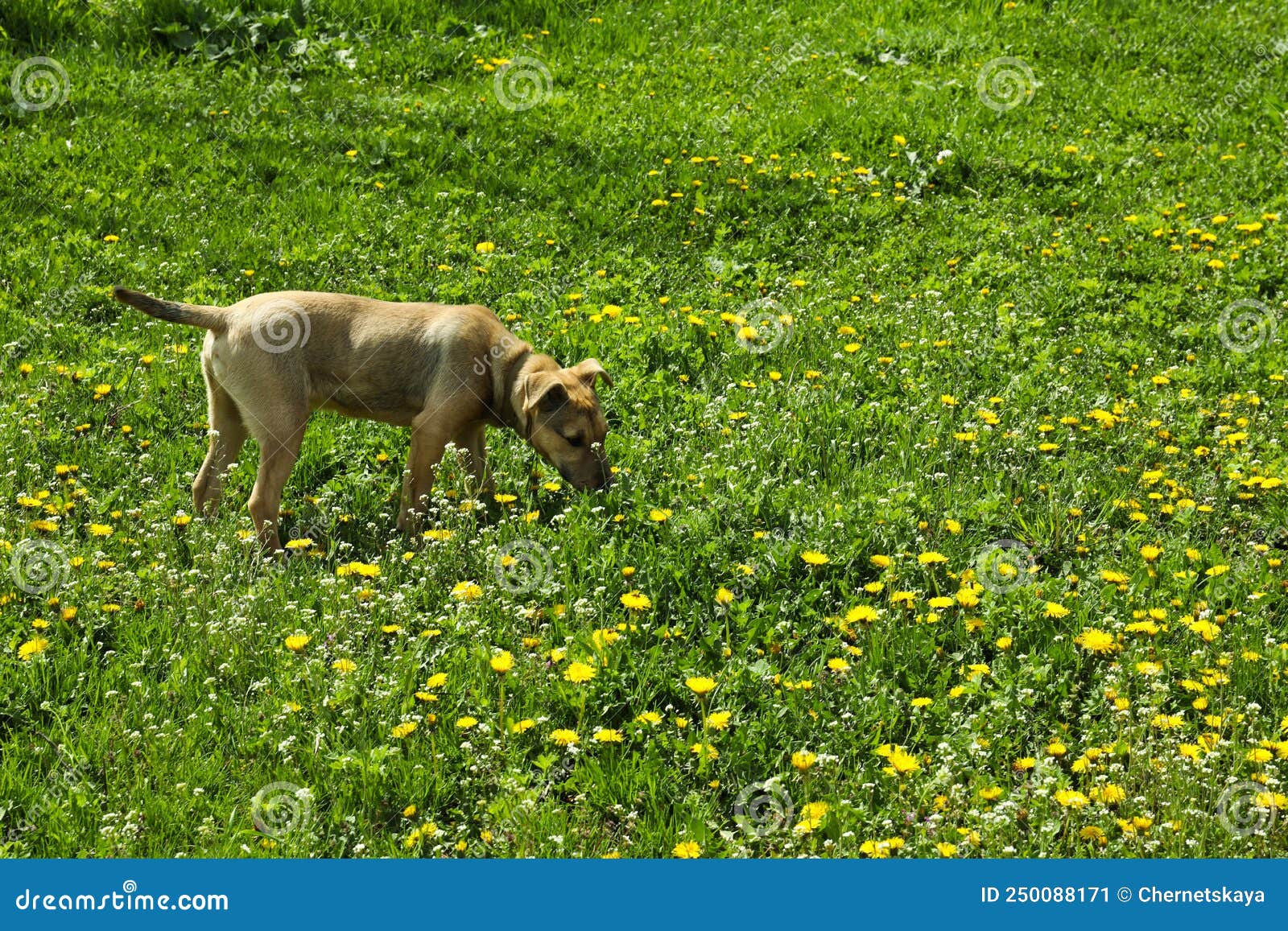 Cute Dog on Green Grass in Field Stock Image Image of funny, bloom