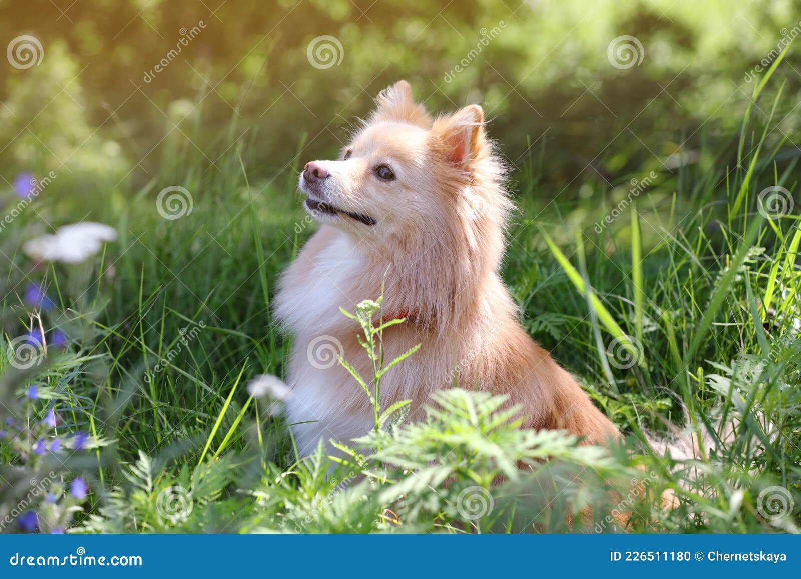 Cute Dog on Green Grass in Park Stock Photo Image of canine, love