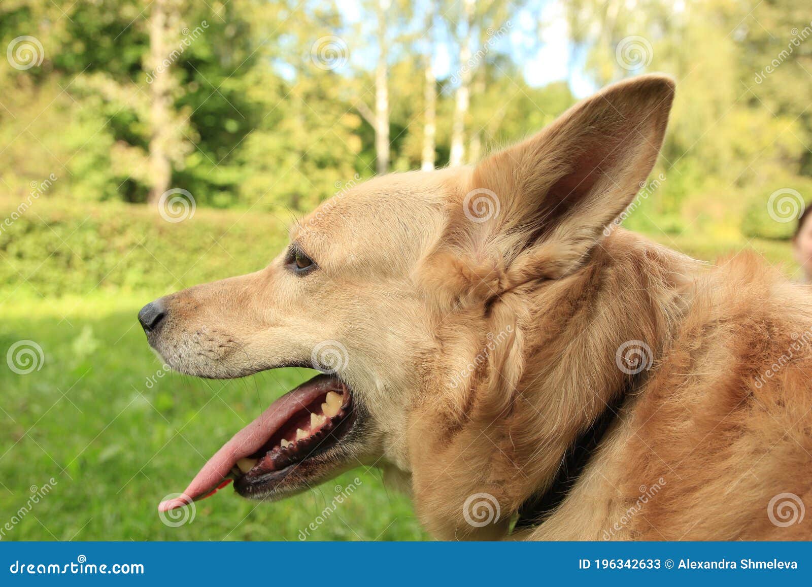 Cute Dog in the Green Grass. Dog`s Head Stock Image Image of breed