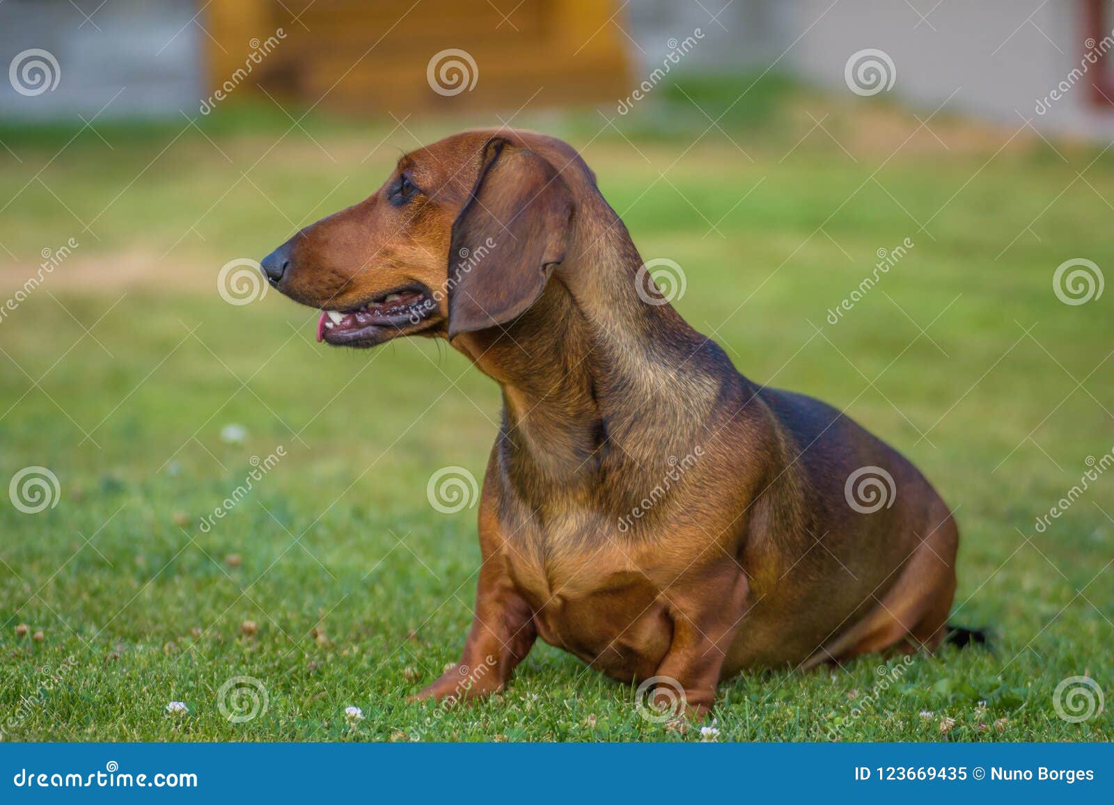 Cute dog on green lawn stock image. Image of black, forest - 123669435