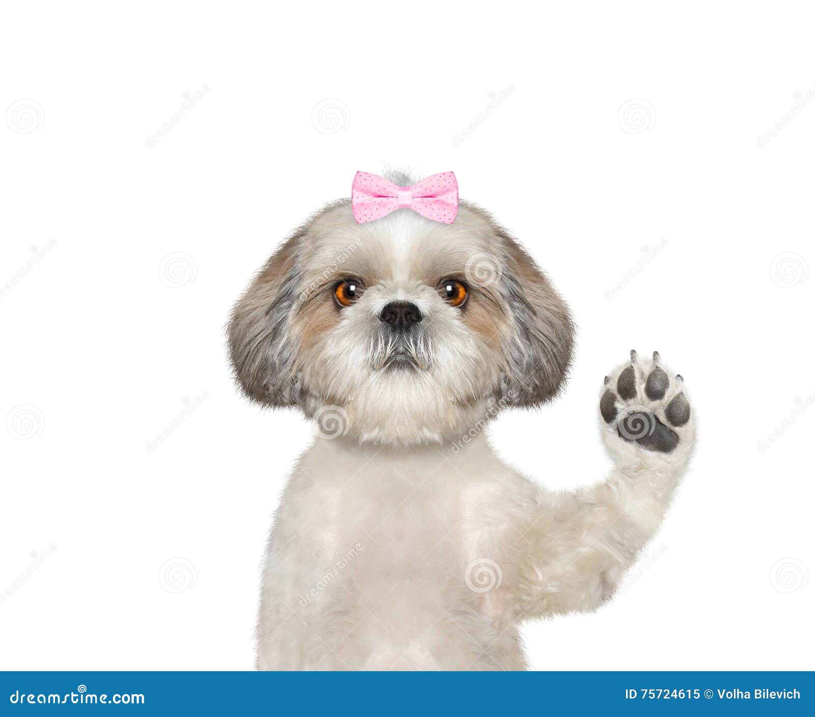 Cute dog is greeting you stock image. Image of human 75724615