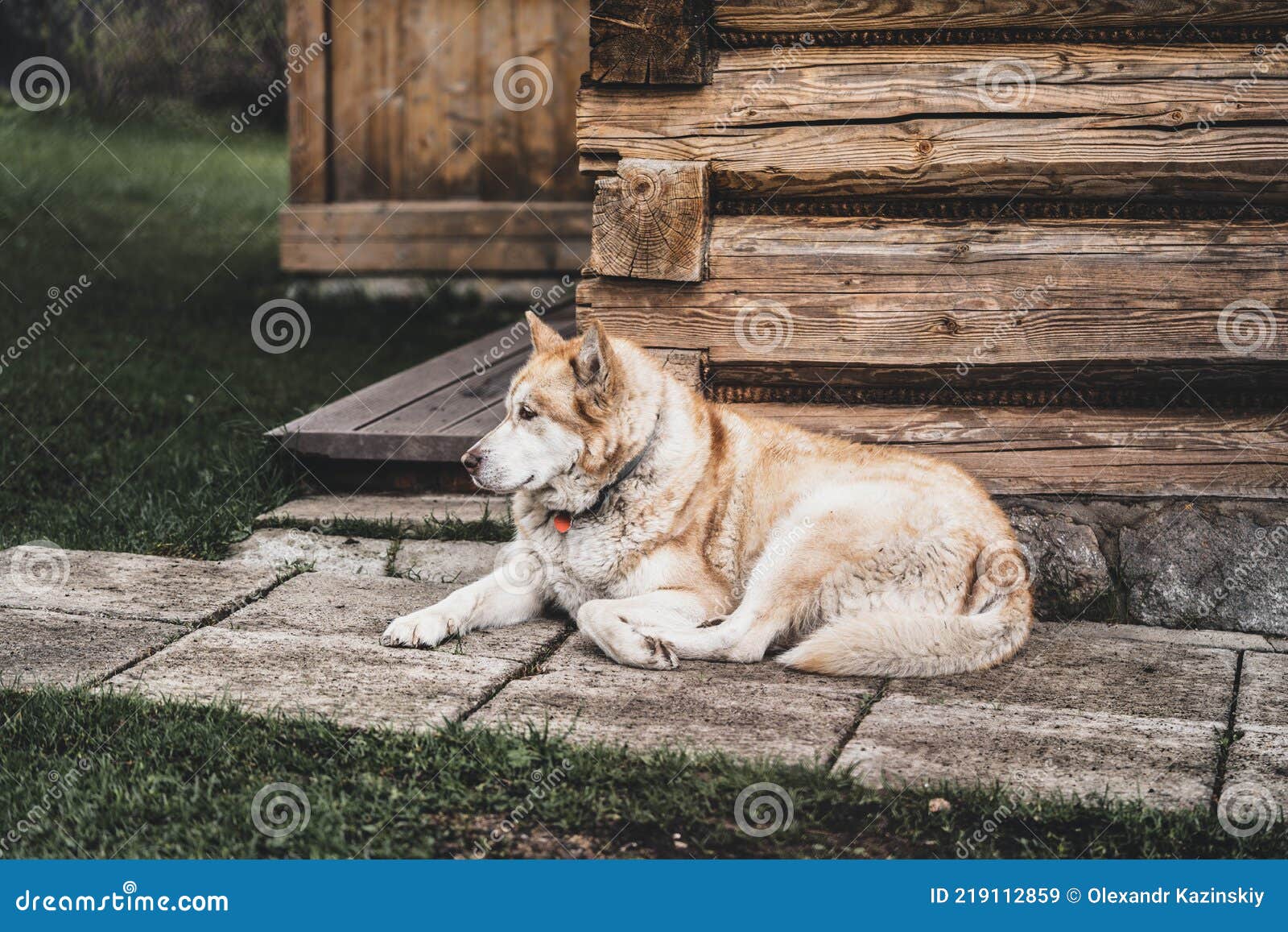 A Cute Dog Guards the House Lying at Its Base Stock Image Image of