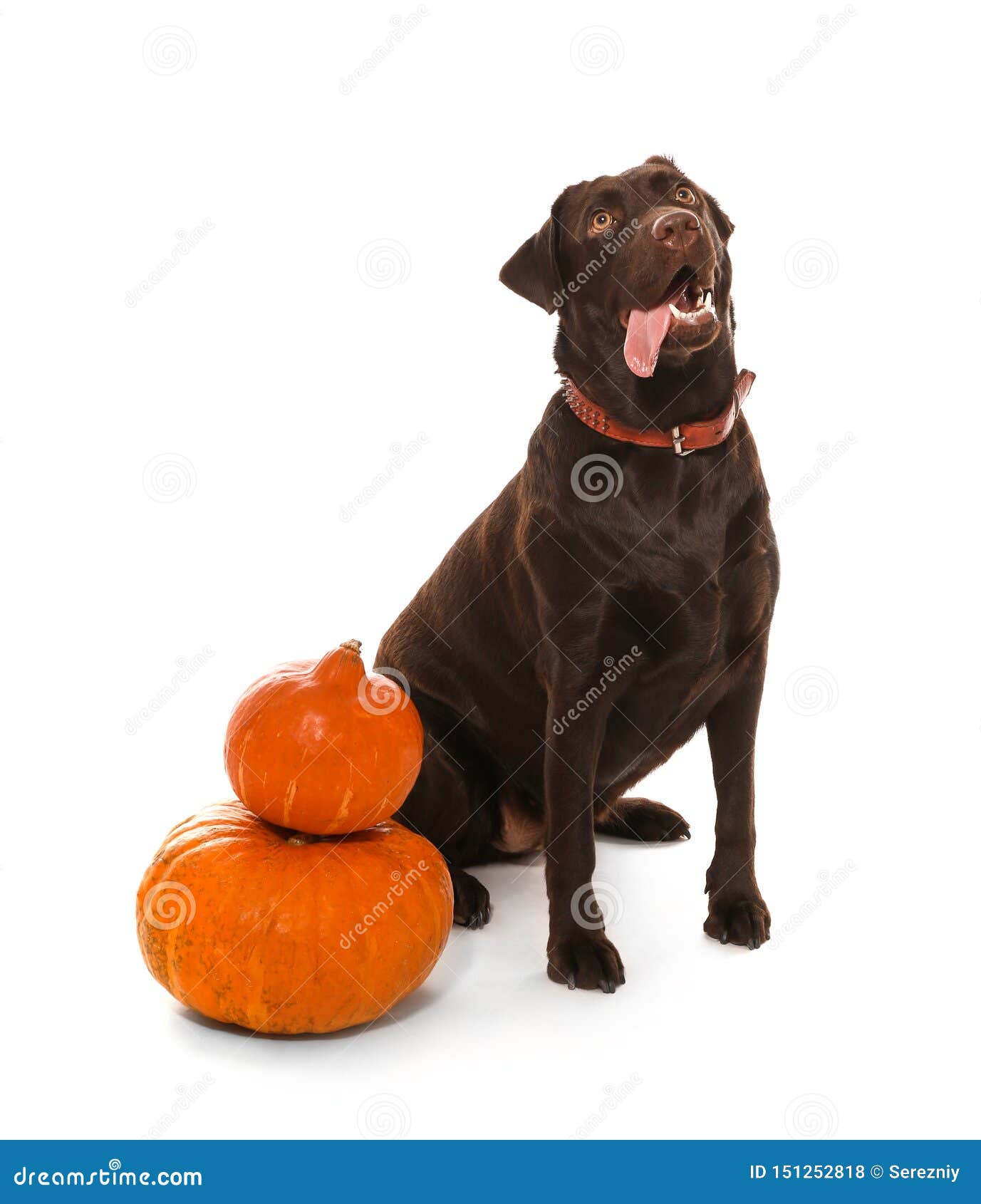 Cute Dog and Halloween Pumpkins on White Background Stock Photo - Image ...