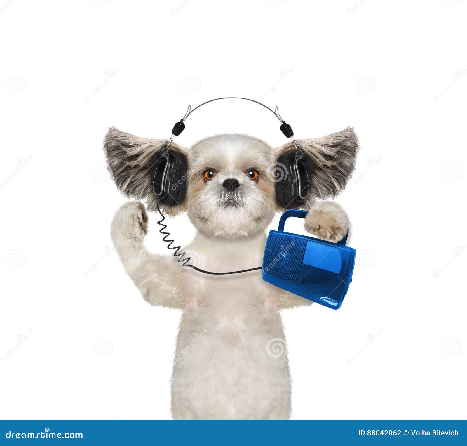 Cute Dog with Headphone Isolated on White Stock Photo Image of