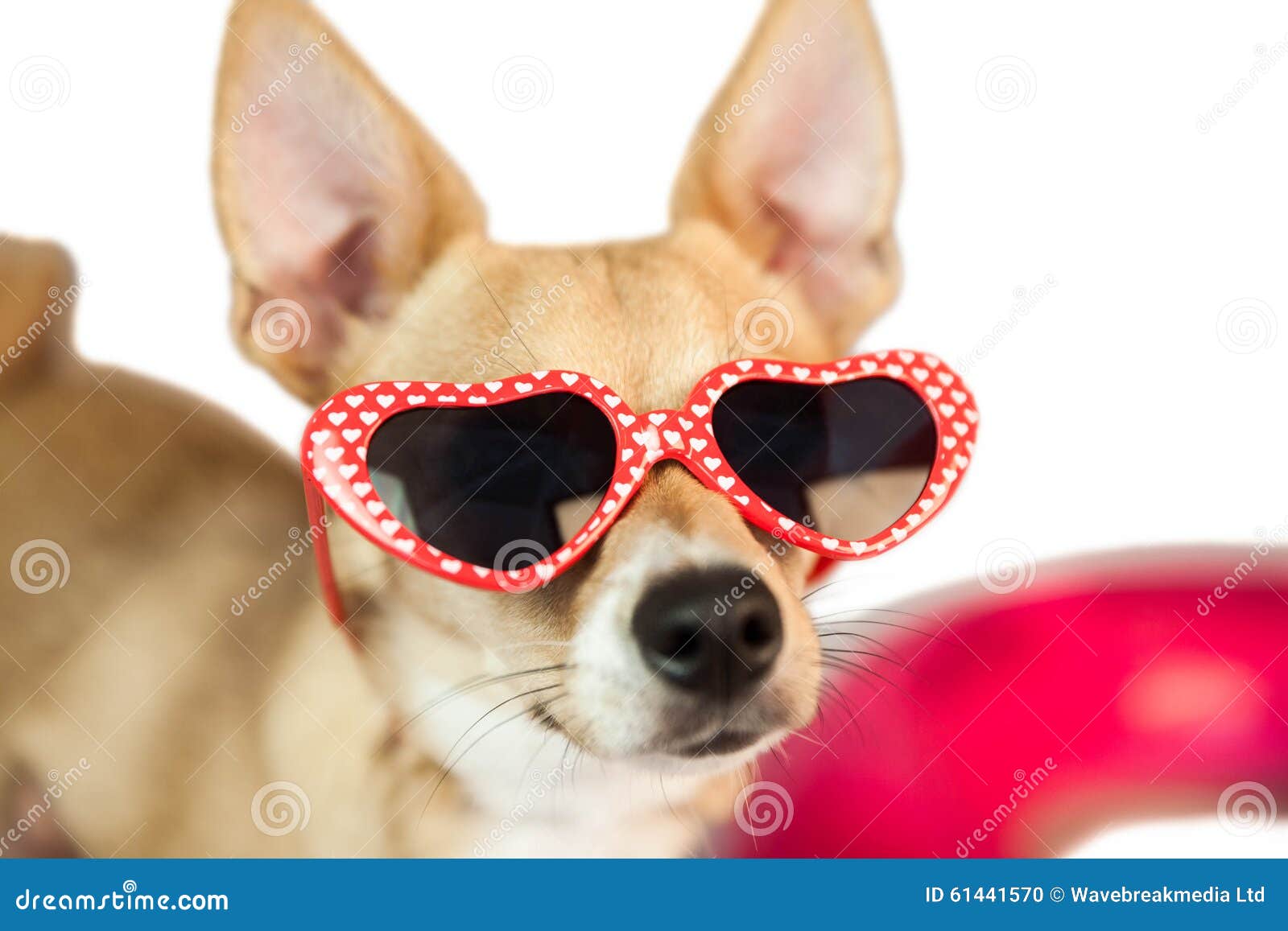 Cute Dog with Heart Sunglasses Stock Photo Image of studio, people 61441570