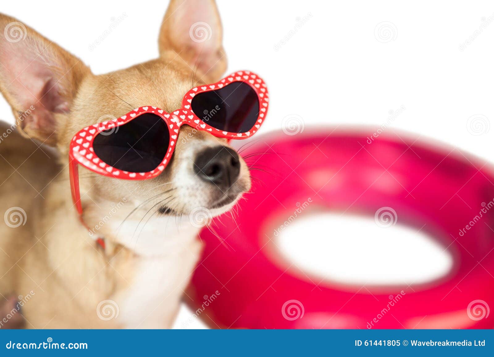 Cute Dog With Heart Sunglasses Stock Image Image of people, adorable 61441805