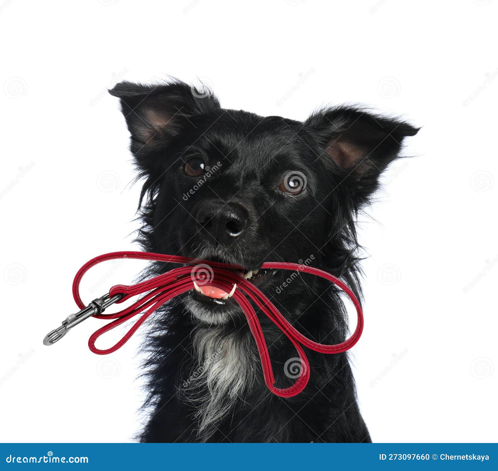 Cute Dog Holding Leash in Mouth on White Background Stock Photo Image of accessory, animal