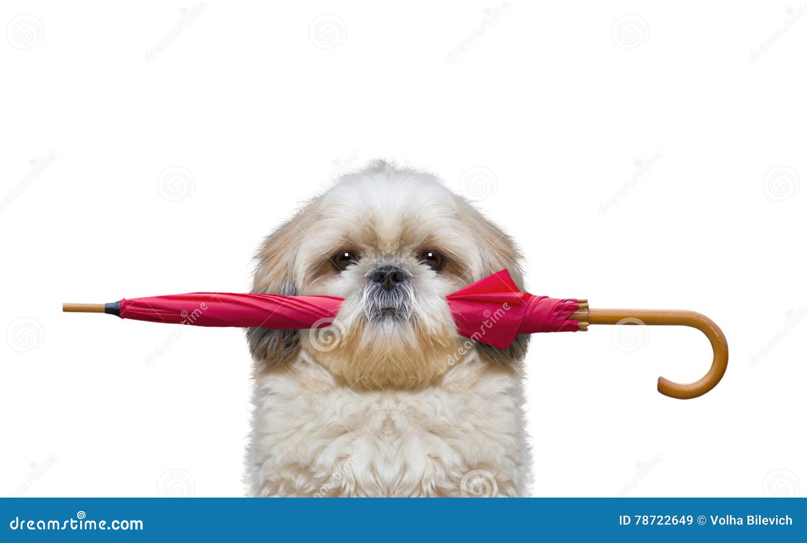 Cute Dog is Holding an Umbrella Stock Image Image of large, autumn