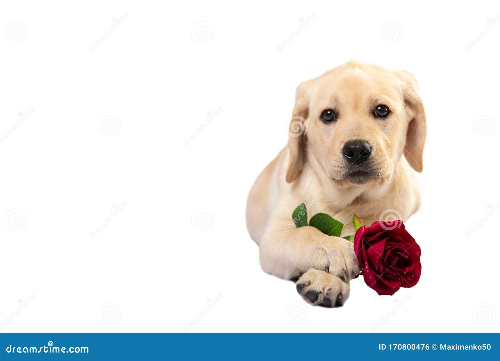 Festive Portrait of Cute Fawn Dog Puppy Labrador Lying with Rose ...