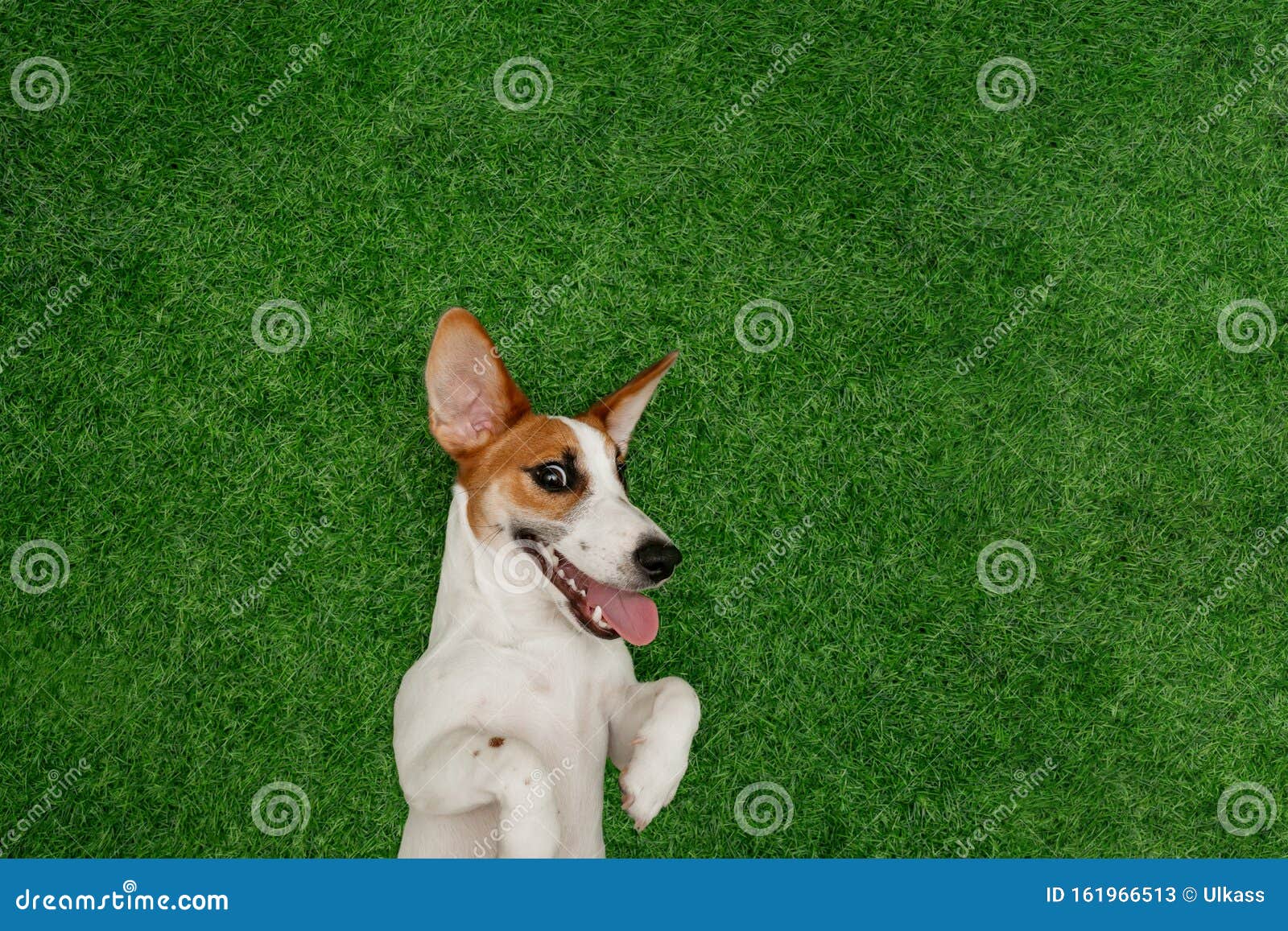 Cubierta Para Pasaporte My Daily Jack Russell Dog Summer H 