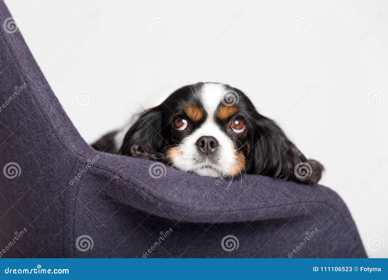 Dog Leans Head on the Armchair Stock Image Image of lovely, canine
