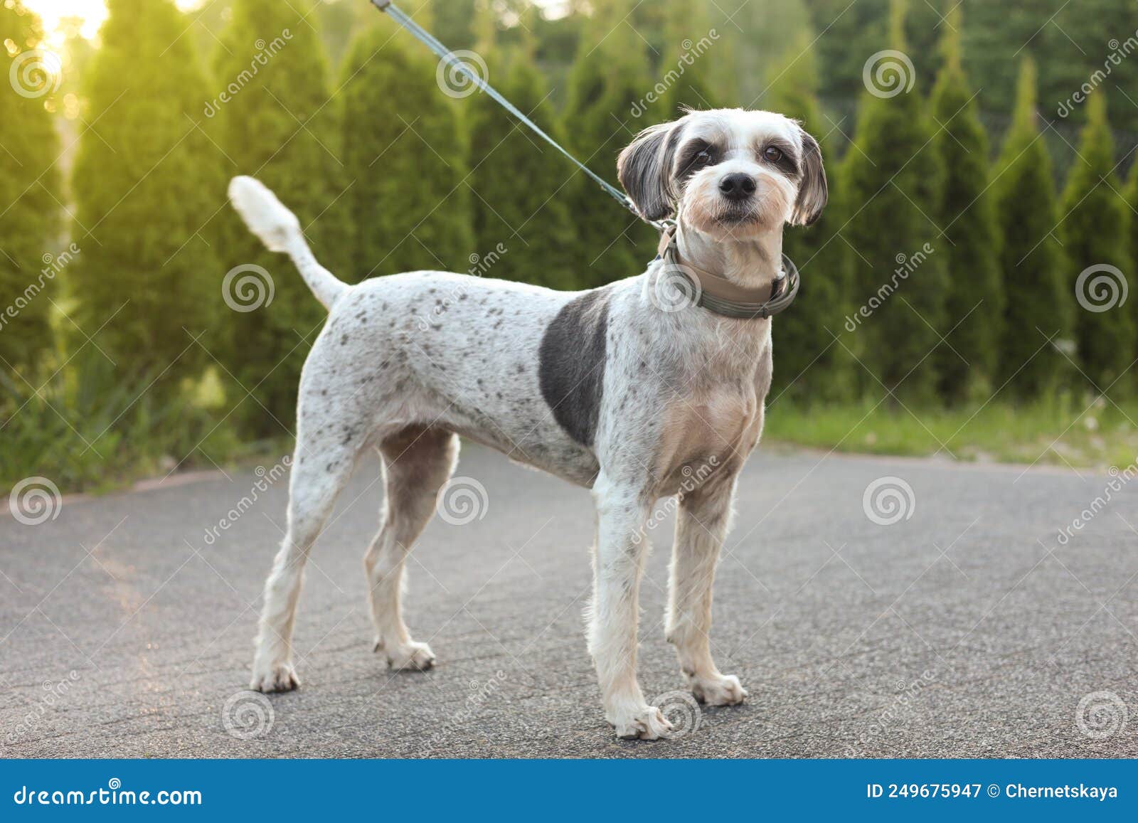 Cute Dog with Leash Outdoors on Spring Day Stock Image Image of