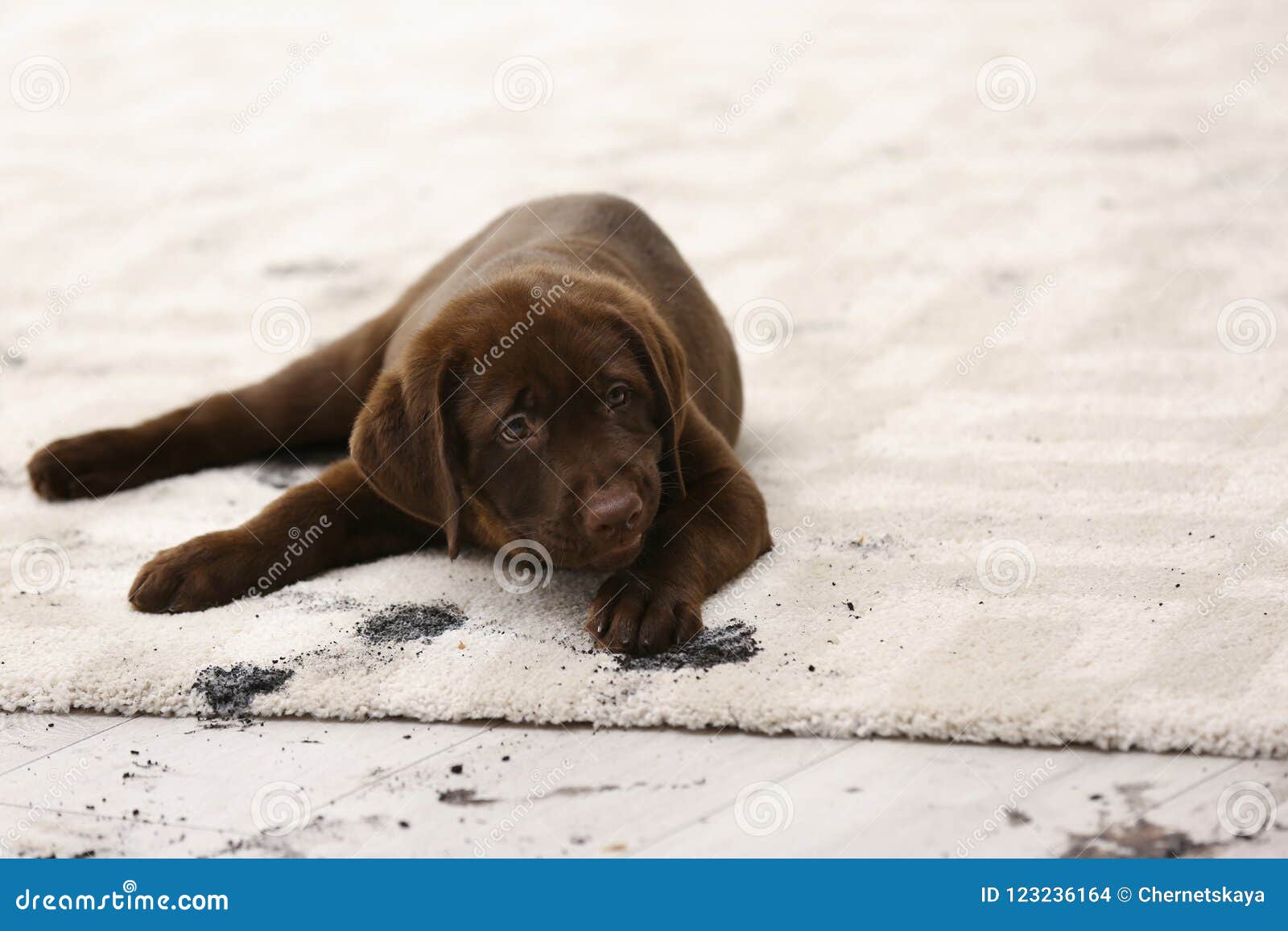 cute dog leaving muddy paw prints
