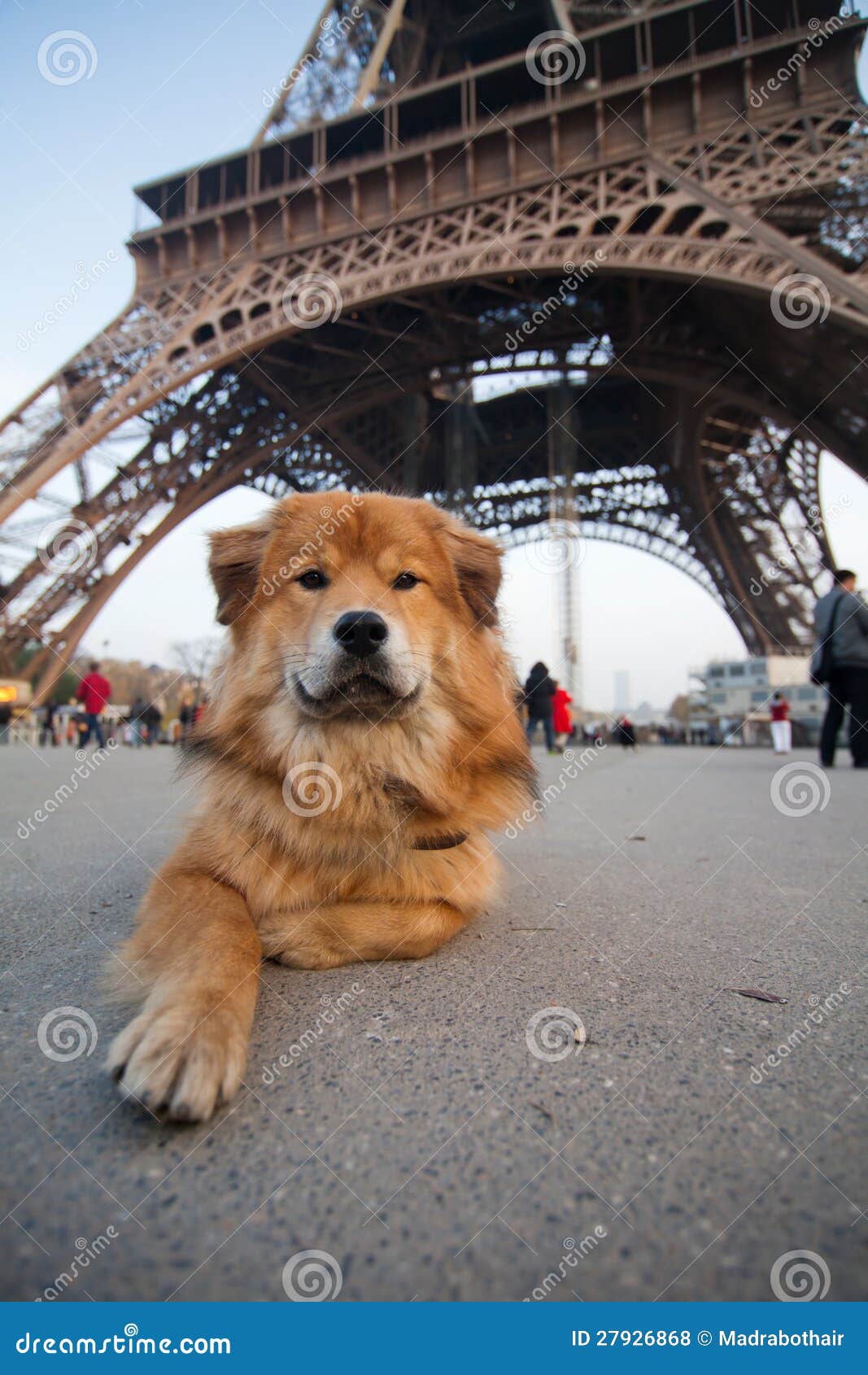 https://thumbs.dreamstime.com/z/cute-dog-lies-front-eiffel-tower-27926868.jpg