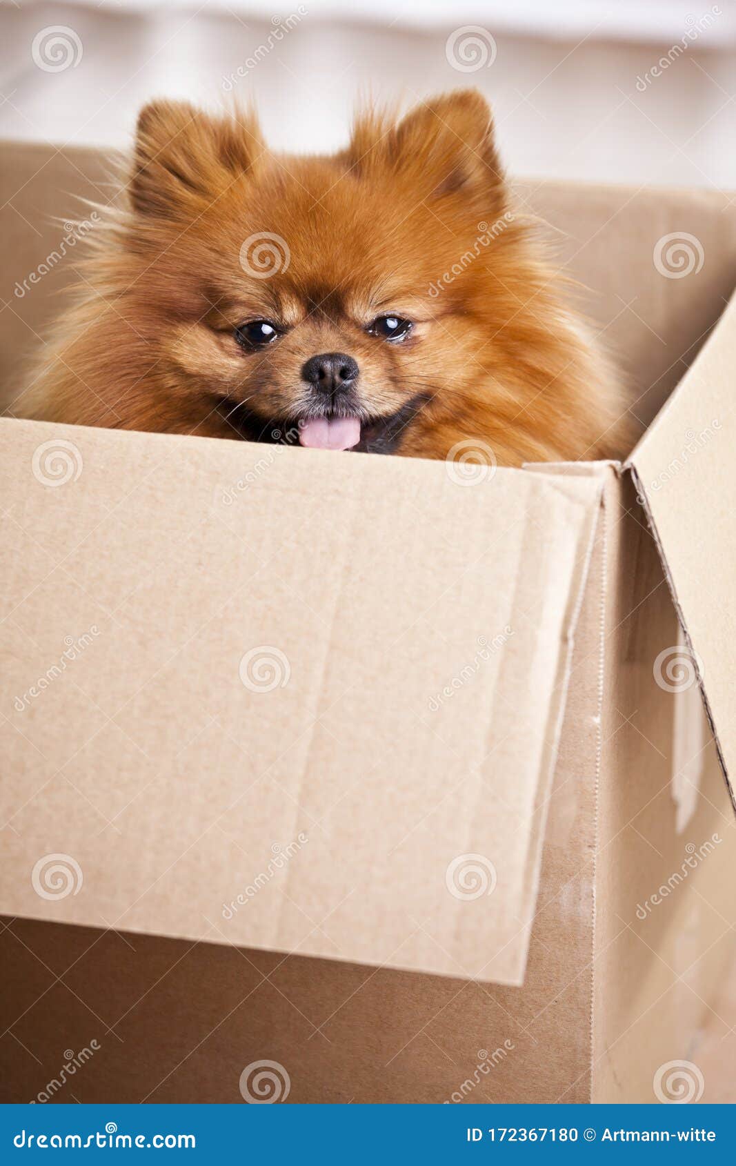 Hi all new to this group and fairly new to owning a Pomeranian had mine for  2 and a bit years now. Here is a picture of him, my little Raven🖤🖤 After, image size:1067x1690