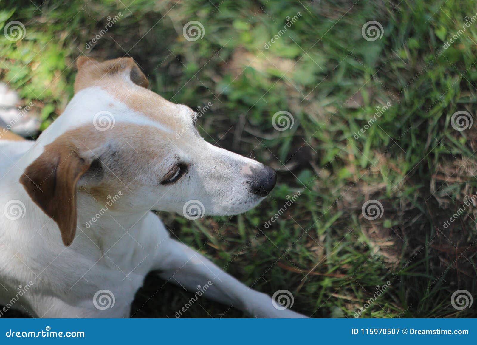 cutest jack russell mixes
