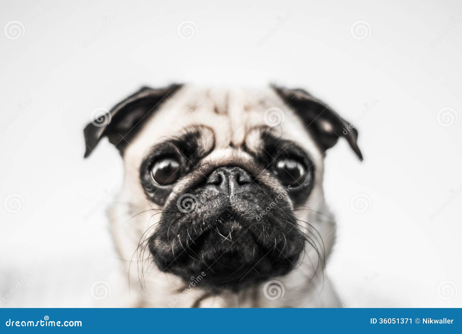 Cute Dog, Mops Stock Image Image 36051371