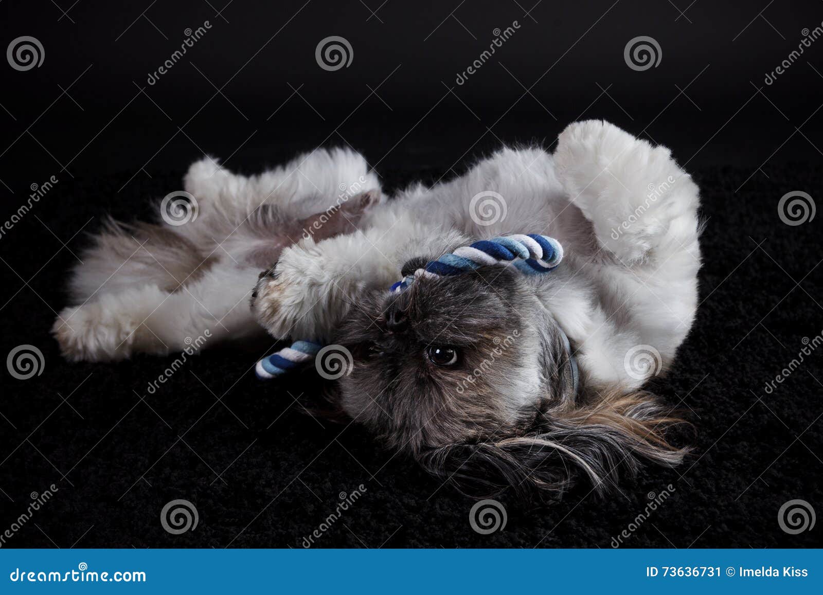 Cute Dog Playing with a Toy Stock Image Image of small, lookng 73636731
