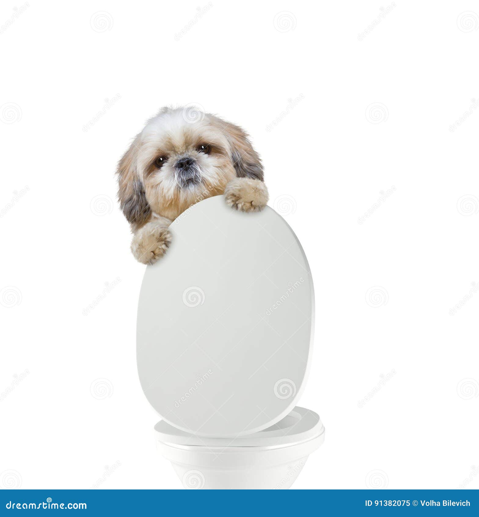 Cute Dog Pooping Into Toilet Bowl Stock Photography 91382168
