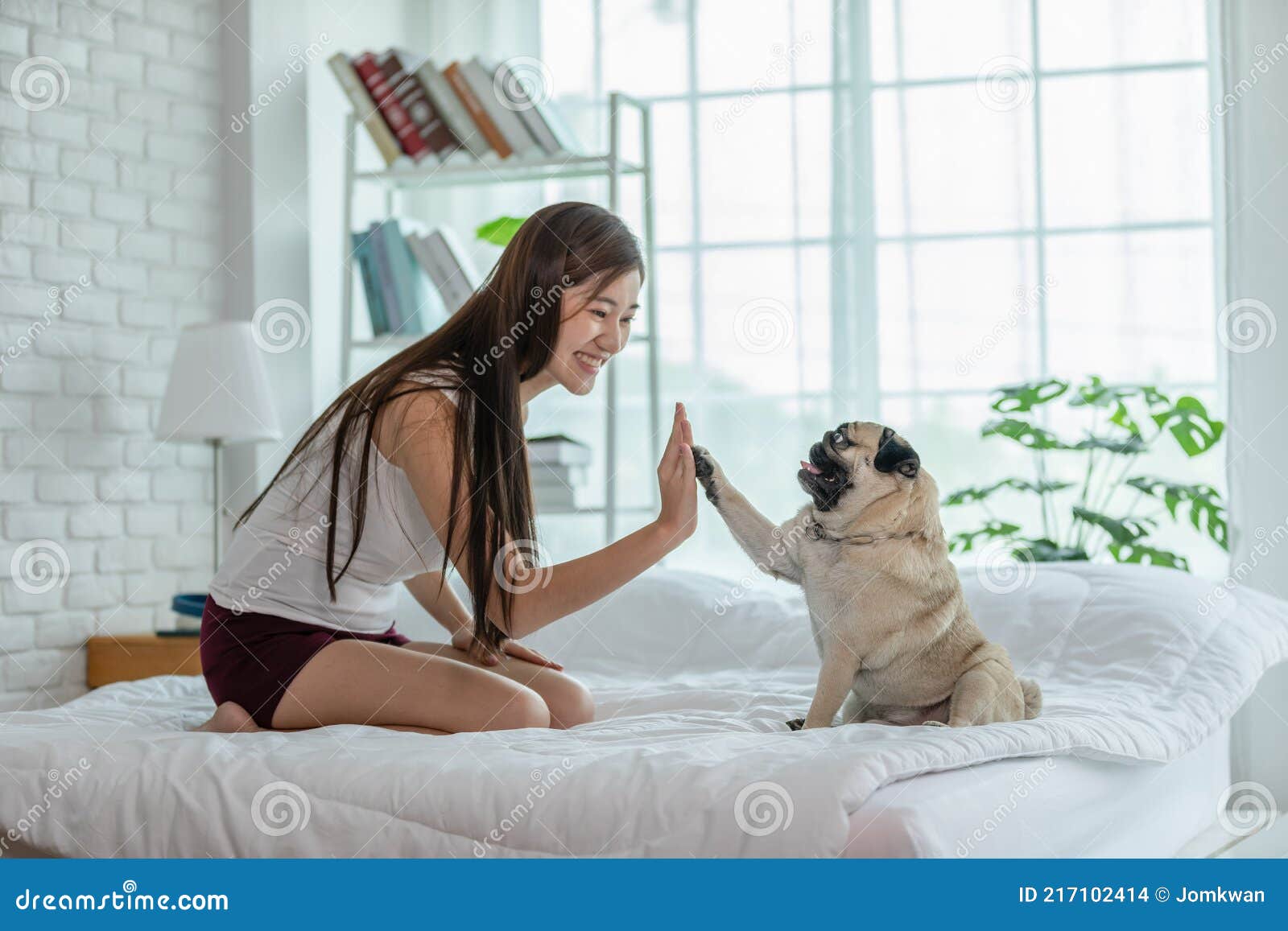 Cute Dog Pug Breed Giving Paw High Five Owner with Love Feeling so Happiness and Comfortable,Pretty Asian Girl Relax with Dog in Stock Photo - Image face, dogs: 217102414