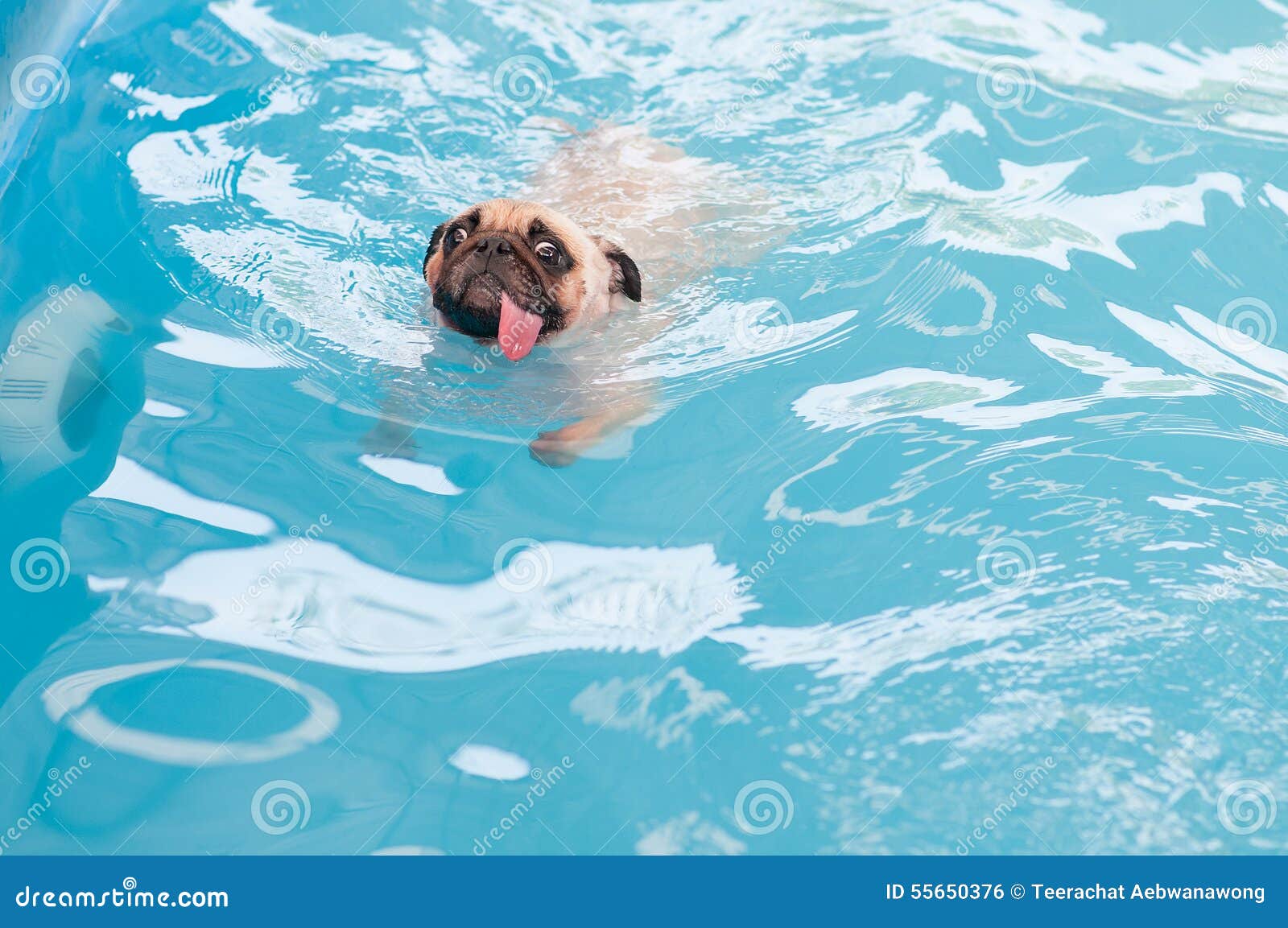 a cute dog pug swim at a local public pool with tongue