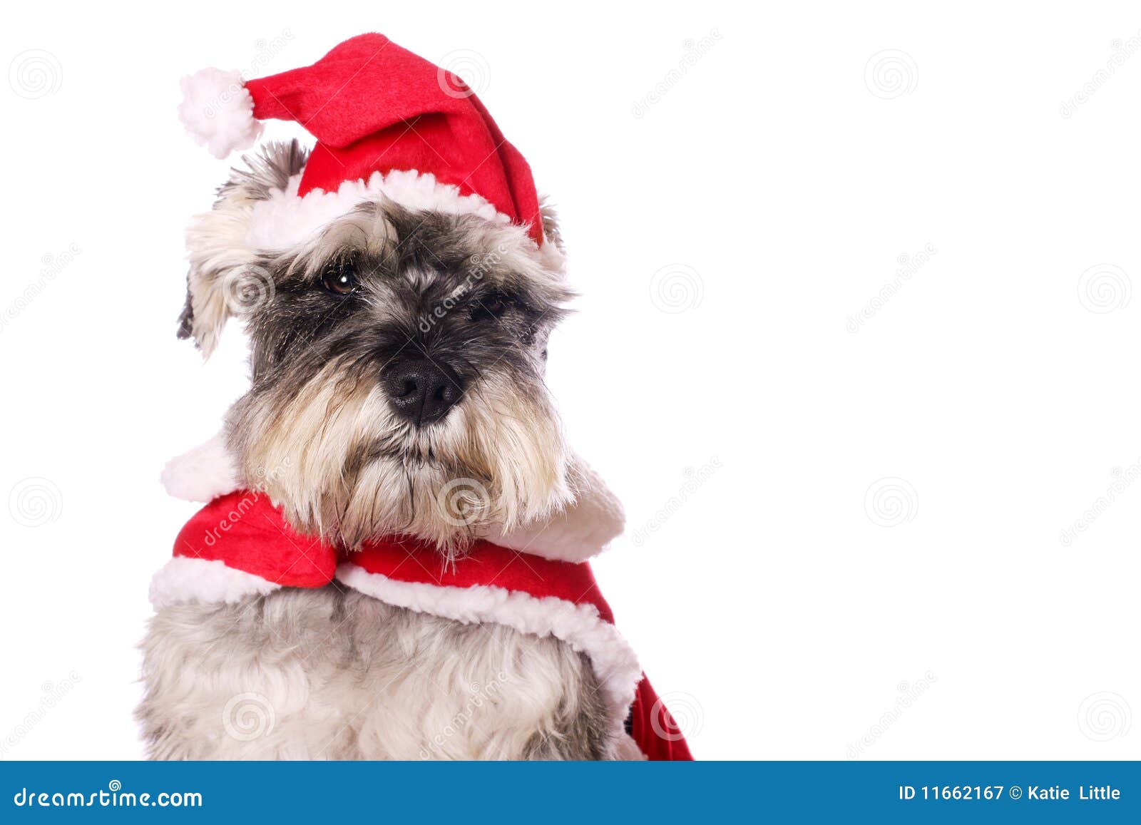 Cute dog in a Santa hat stock image. Image of dressed 11662167