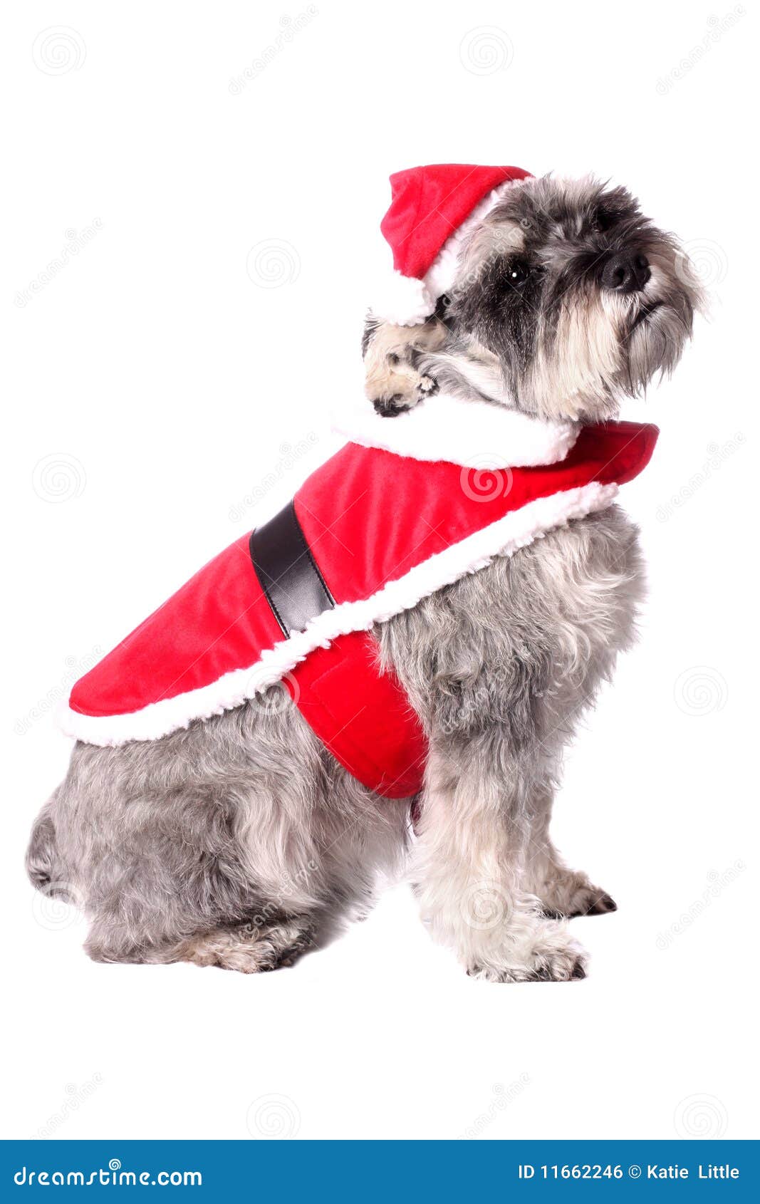 Cute dog in a Santa hat stock photo. Image of cute, sweet 11662246
