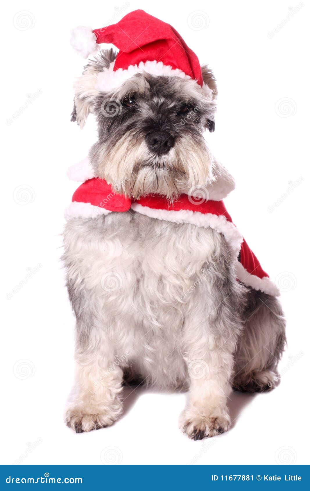 Cute dog in a Santa hat stock image. Image of father 11677881