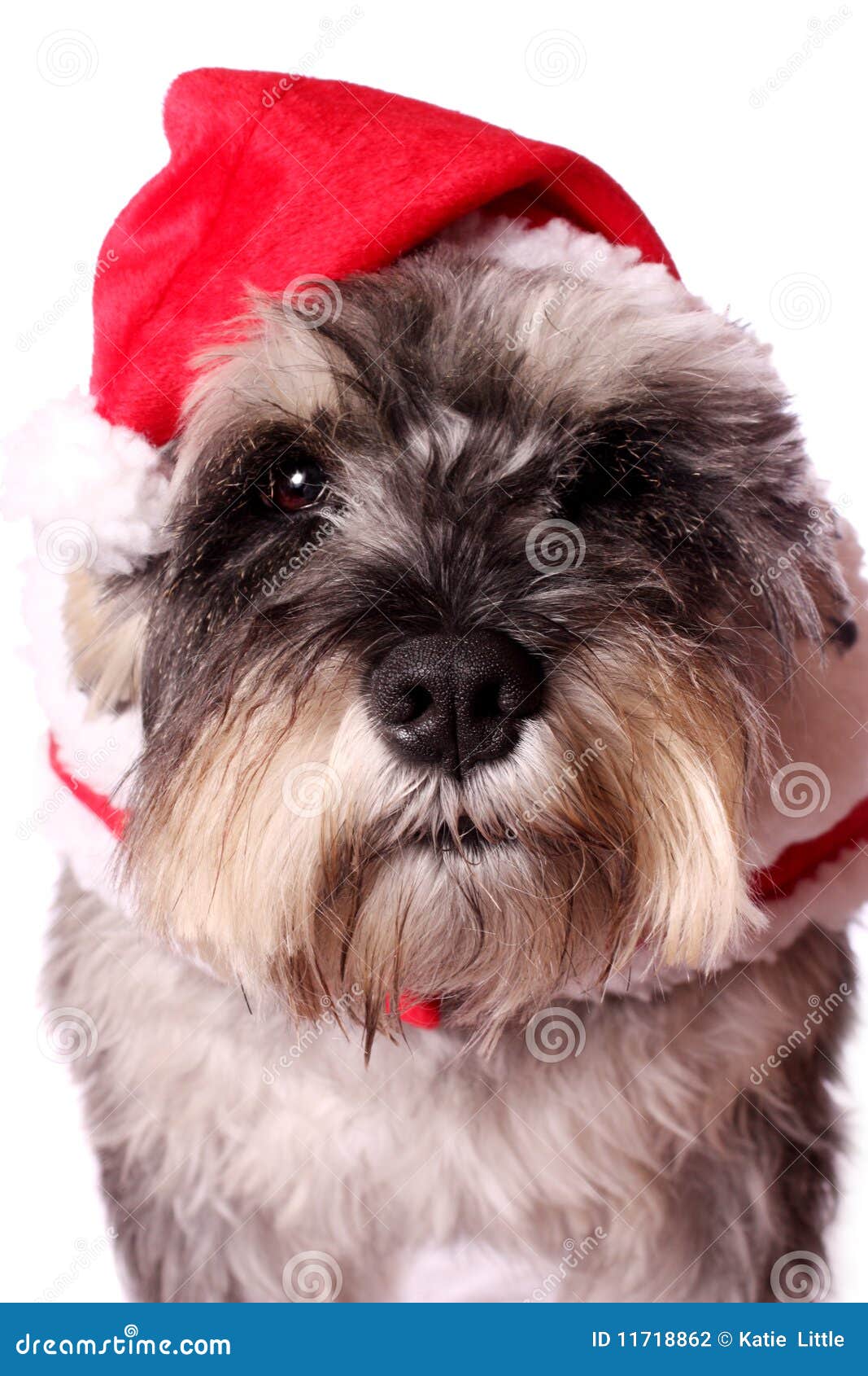 Cute dog in a Santa hat stock photo. Image of fancy, adorable 11718862