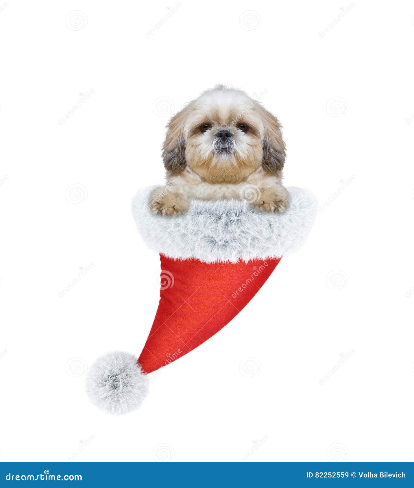 Cute dog in a santa hat stock image. Image of animal 82252559