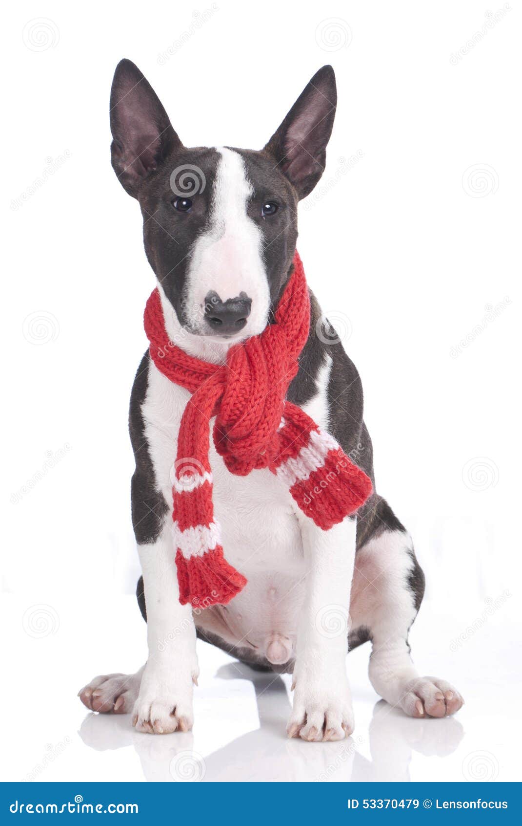 Cute dog with scarf stock image. Image of sick, christmas 53370479