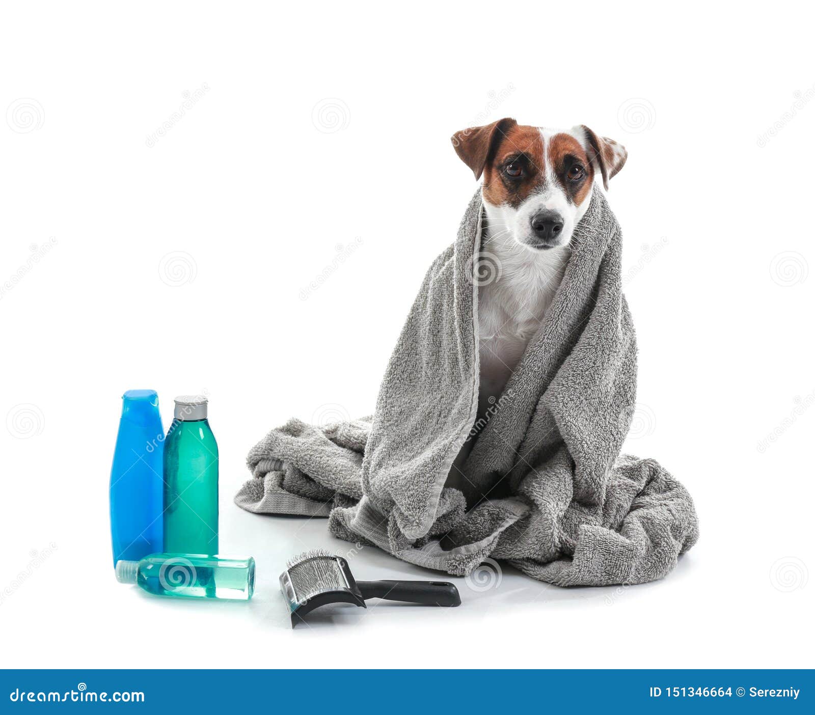 Cute Dog with Set for Grooming on White Background Stock Photo Image