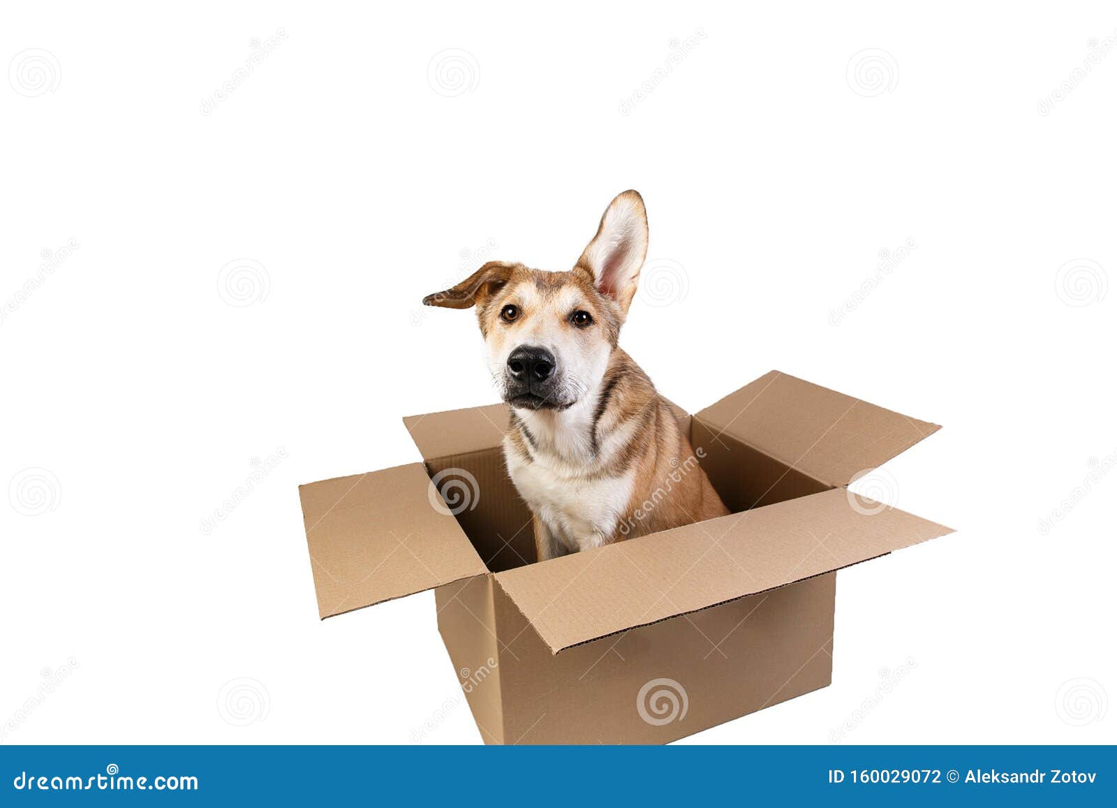 Cute Dog in a Very Big Moving Box. Isolated on White Stock Photo ...